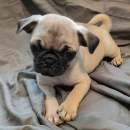 Girl 2 - Fawn female Pug puppy in Blountsville, Alabama from Rock Springs Pugs