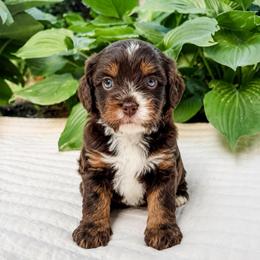 Doughnut - Munchkin Bernedoodle - Tri-color male Bernedoodle puppy in Sharpsburg, Georgia from Steindoodles