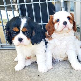 Cavalier King Charles Spaniel Puppies from McKenna Cavaliers