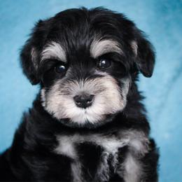 Jazz's Green Boy - Black and silver male Miniature Schnauzer puppy in Queen Creek, Arizona from Chapman Schnauzers