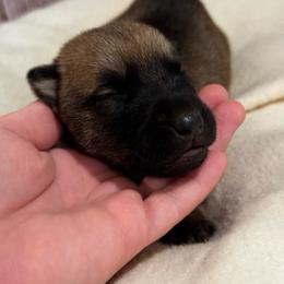 Boy 4 - Fawn male xDutch Shepherd puppy in Clarksville, Tennessee from Vuurhart Herders