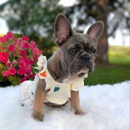 Lyra - Blue fawn female French Bulldog puppy in Fort Atkinson, Wisconsin from Bishop Bullyz