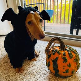 Dachshund Puppies from Salchi Dog miniature dachshunds