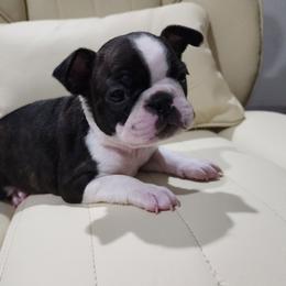 Checkers - Seal brindle and white male Boston Terrier puppy in Tazewell, Tennessee from Legacy Bostons and Goldendoodles