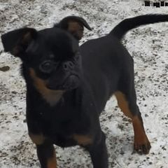 Opie - Brussels Griffon