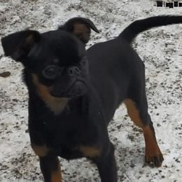 Opie - Brussels Griffon
