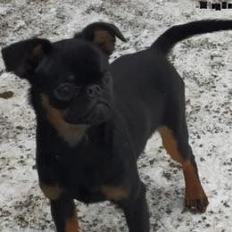 Opie - Brussels Griffon