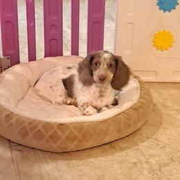 Mya - Chocolate and tan female Dachshund puppy in Winter Haven, Florida from Gateway 2 Little Paws