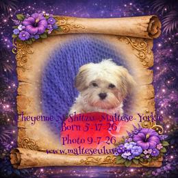 Cheyenne Shitzu-Yorkie - Gold male Morkie puppy in Silverhill, Alabama from Malteseuluv’s Tiny Treasurers