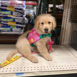 Golden Retriever Puppies from OPK GOLDENS