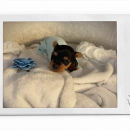 Carter - Black and gold male Yorkshire Terrier puppy in Tyler, Texas from YorkiStars
