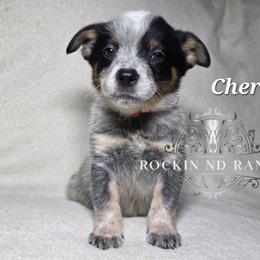 Cherry - Blue male Australian Cattle Dog puppy in Silsbee, Texas from Rockin ND Ranch