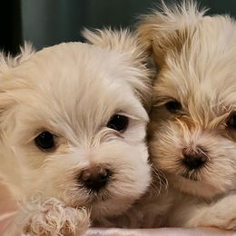 Maltese from Holly's Pups