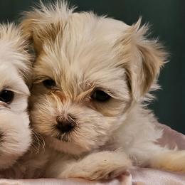 Maltese from Holly's Pups