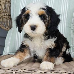 Vinny - Tri-color male Bernedoodle puppy in Glenford, Ohio from Mi-De Doodles