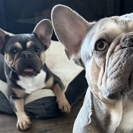 French Bulldogs from Baros Kennel