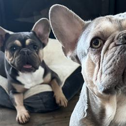 French Bulldogs from Baros Kennel