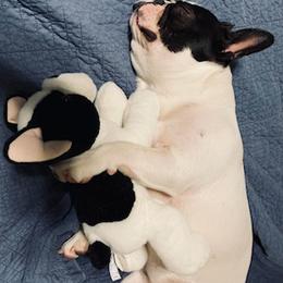 French Bulldogs from Honey Dipped Paws