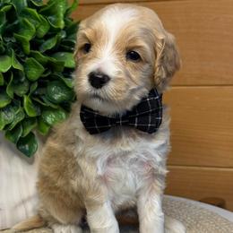 H-Green Boy - Apricot male Goldendoodle puppy in Lewisville, Texas from Texas Goldendoodle Lovers