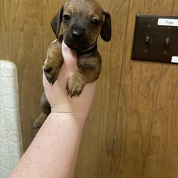 Striker - Wild boar male Dachshund puppy in Athens, Texas from County Road Puppies