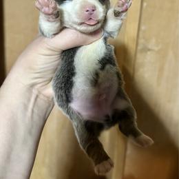 Blue boy 2 - Blue male Pembroke Welsh Corgi puppy in Clinton, Tennessee from High Hopes Farm