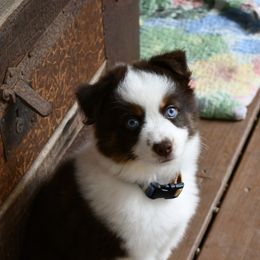 Miniature Australian Shepherd Puppies from Eldorado Ranch Mini Aussies