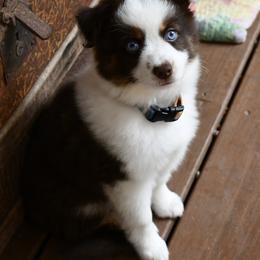 Miniature Australian Shepherd Puppies from Eldorado Ranch Mini Aussies