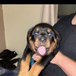 Green boy - Black and mahogany male Rottweiler puppy in Colorado Springs, Colorado from Von Locher Rotties