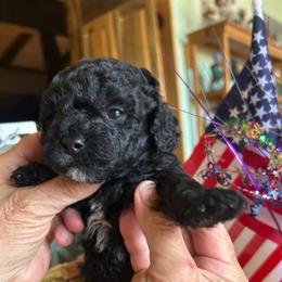 Patriot,  4 weeks old - Black male Cockapoo puppy in Crawford, Colorado from Saddle Mountain Doodles