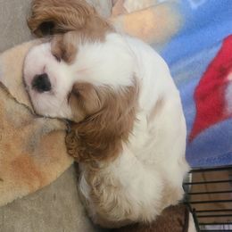 Cavalier King Charles Spaniel Puppies from Lily of the Valley Cavaliers