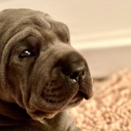 Great Danes from Creek Danes