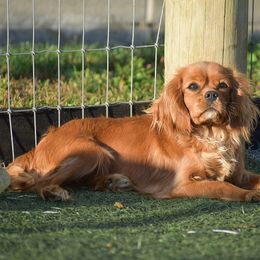 Bethany - Cavalier King Charles Spaniel