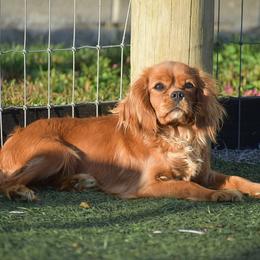 Bethany - Cavalier King Charles Spaniel