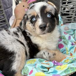 Peep - Blue merle male Miniature Australian Shepherd puppy in Port Saint Lucie, Florida from Charlene Brannon's Mini Australian Shepherds