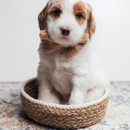 Charlie - Parti male Goldendoodle puppy in New Lenox, Illinois from New Doods On The Block