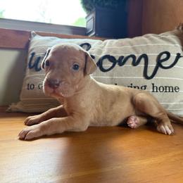Light purple collar - Merle female Great Dane puppy in Corsica, Pennsylvania from Ferguson Family Danes LLC