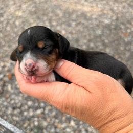 Pocket Besgle Male - Black white and tan male Beagle puppy in Gentry, Arkansas from HC Puppy Ranch