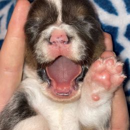 American Corgis from KC's Kennel