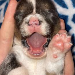 American Corgis from KC's Kennel