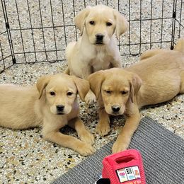 Labrador Retriever Puppies from Blackwoods Labradors