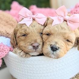 Aussiedoodle and Goldendoodle Puppies from Ever After Doodles Arizona