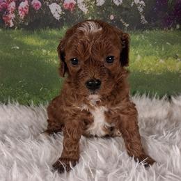 Peaches F1b - Red female Cavapoo puppy in Centerton, Arkansas from Velvet Paws Cavapoos