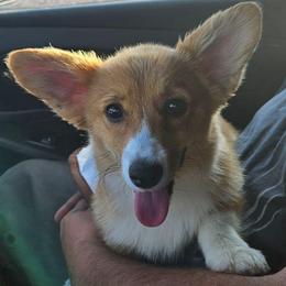 Harmonie - Red female Pembroke Welsh Corgi puppy in Kiowa, Colorado from Cool Water Corgis LLC