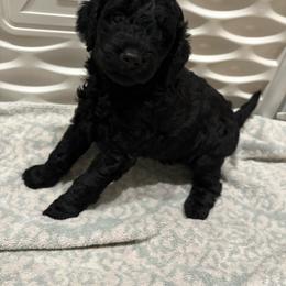 Pink-Mini - Black female Goldendoodle puppy in Millville, New Jersey from Michelle's Doodles