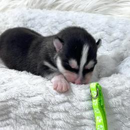 Elmo - Black and white male Siberian Husky puppy in Vail, Iowa from Homegrown Huskies