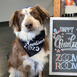 Hailey - Australian Shepherd