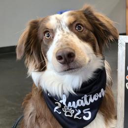 Hailey - Australian Shepherd