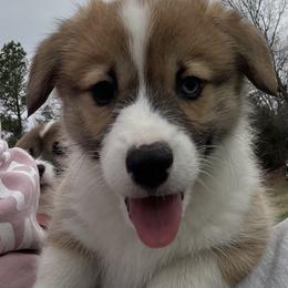 Scooby - Sable male Pembroke Welsh Corgi puppy in Adairsville, Georgia from R&R Corgis