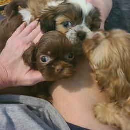 Shih Tzu Puppies from Tammy's Shihtzu Shack