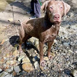 Labrador Retriever All Grown Up from Redfearn Retrievers